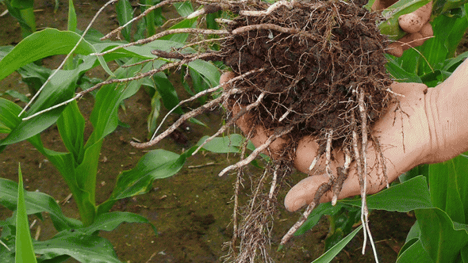 soil-health-under-the-microscope