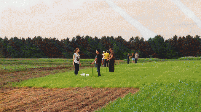 choose-the-right-cover-crops