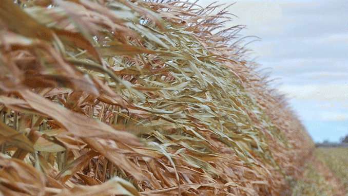 US-GMO-labelling-law