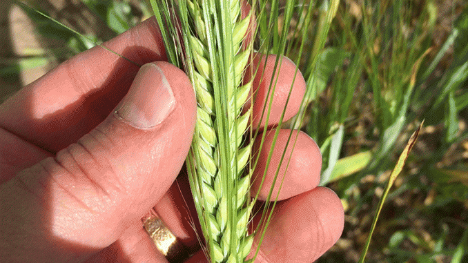 ontario-grown-malting-barley