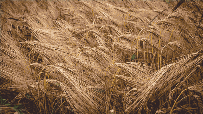 barley-intensification