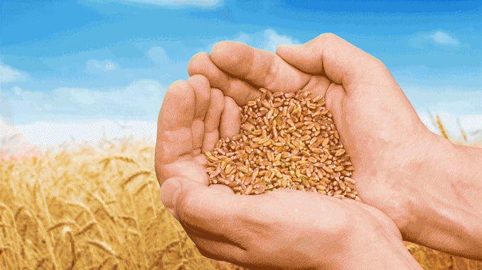 marketing-wheat