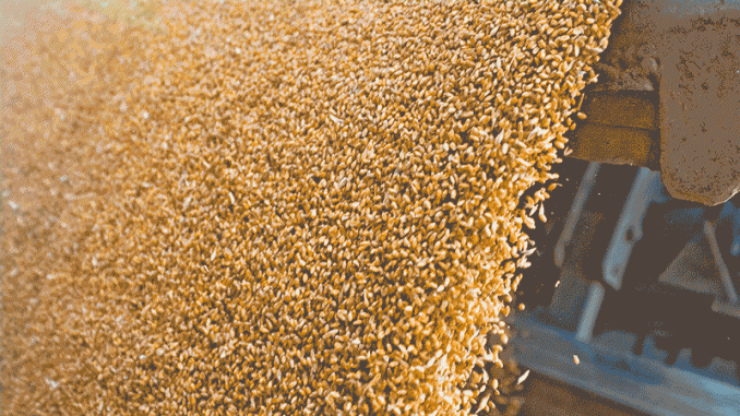 ontario-corn-into-2017