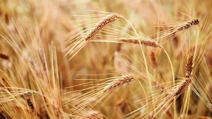 developing-local-barley