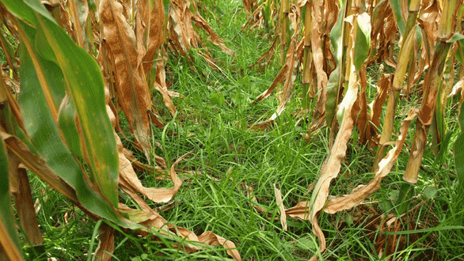 what-is-soil-health