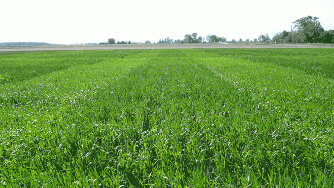 cover-crops-feature