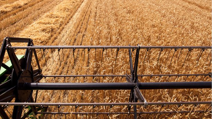 world wheat outlook 3 web special