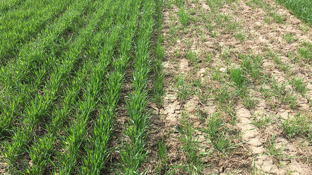 Cropside A Good Wheat Crop Ontario Grain Farmer