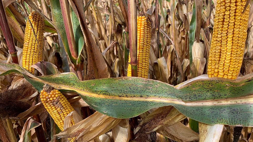 Tar Spot Ontario Grain Farmer