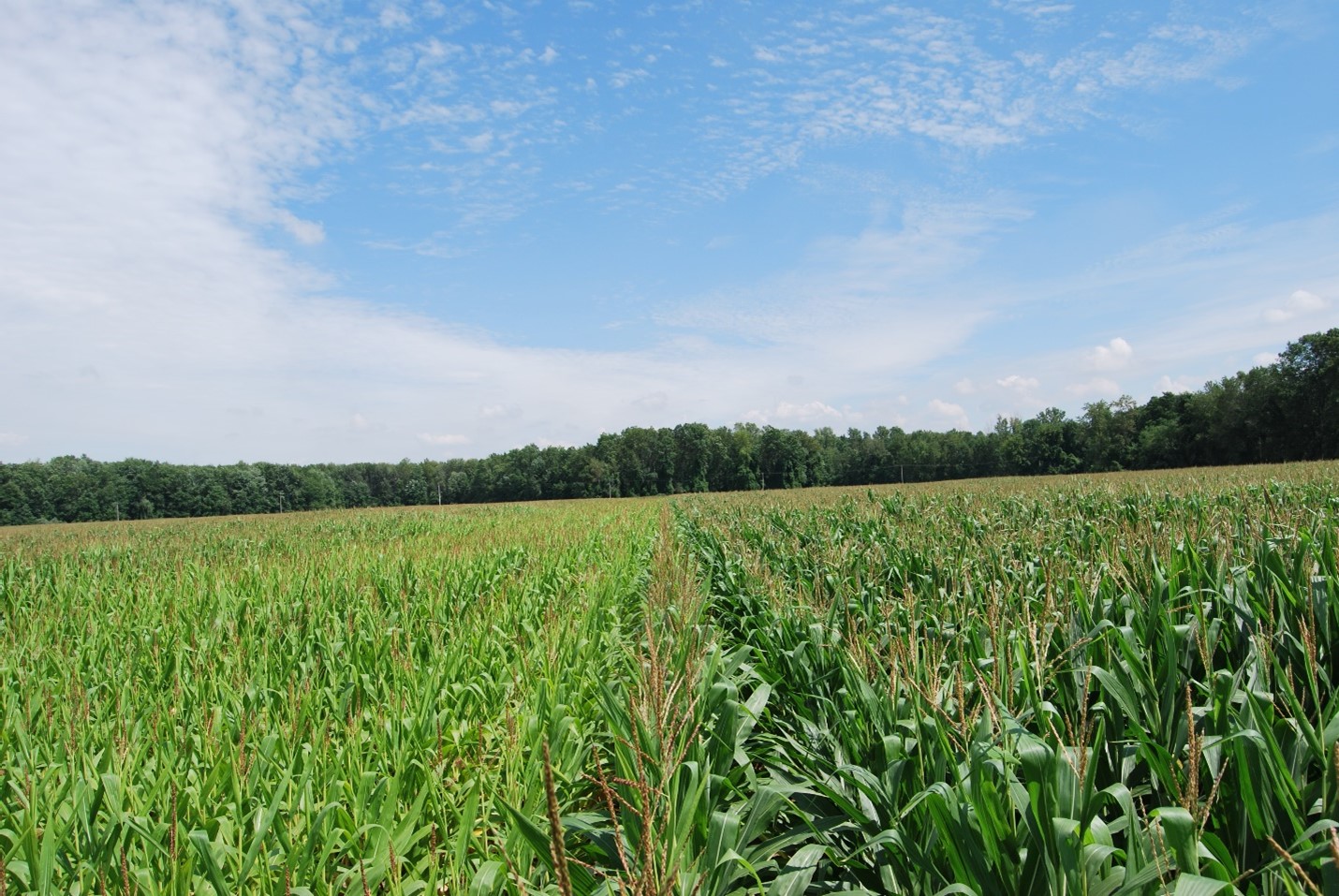 Optimum Corn N Rate Ontario Grain Farmer