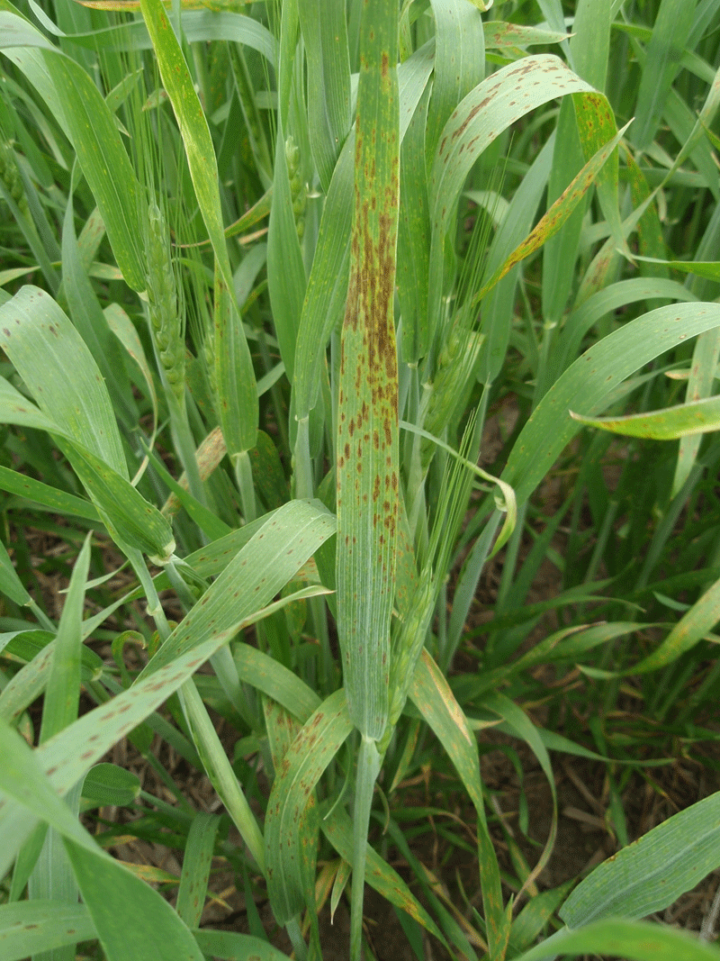 winter wheat weeds