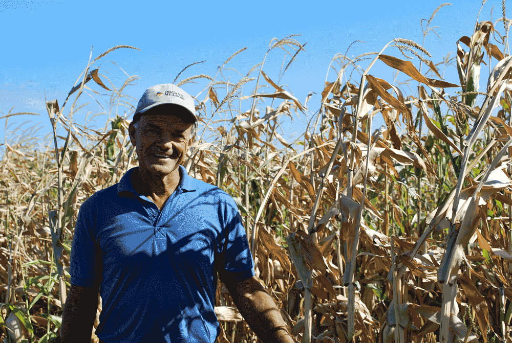 An organic approach to growing corn - Ontario Grain Farmer