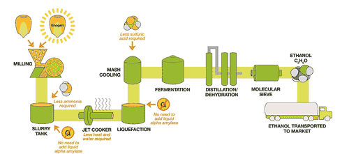 Ethanol-ready corn – Ontario Grain Farmer