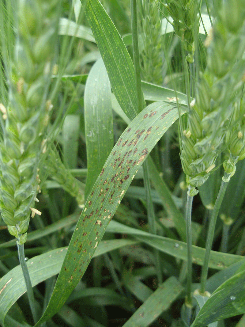 Cropside: Minimizing risk - Ontario Grain Farmer