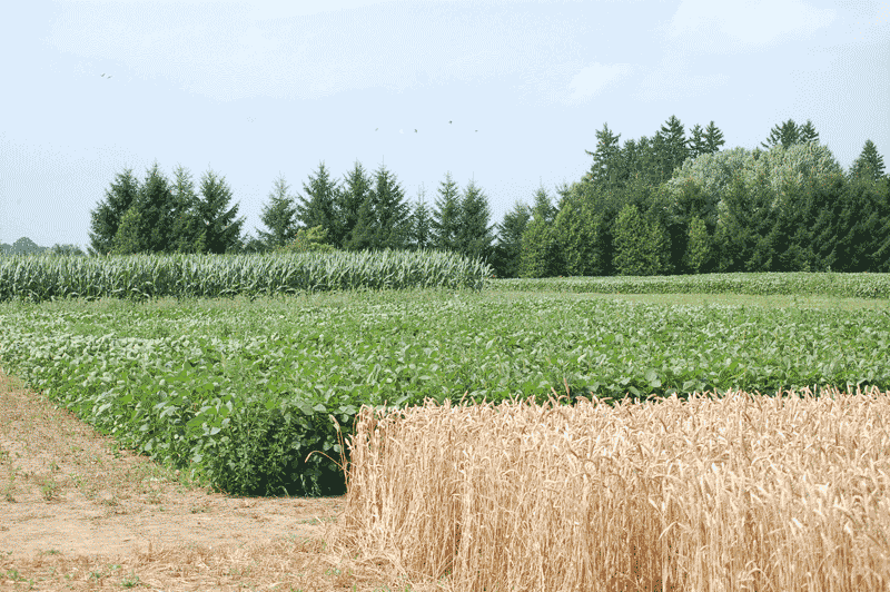 Corn harvest - Ontario Grain Farmer