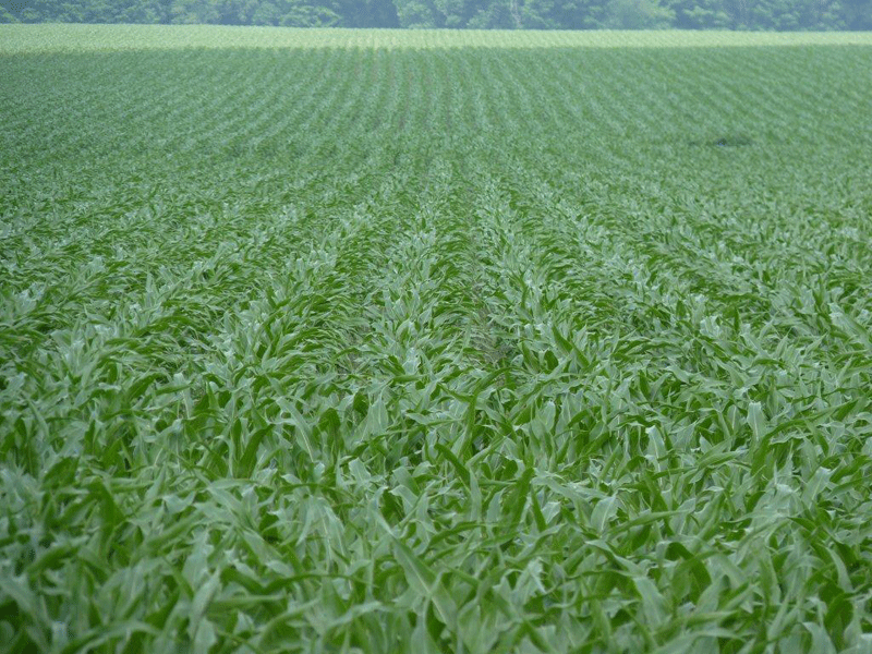 Crop rotation pays off - Ontario Grain Farmer