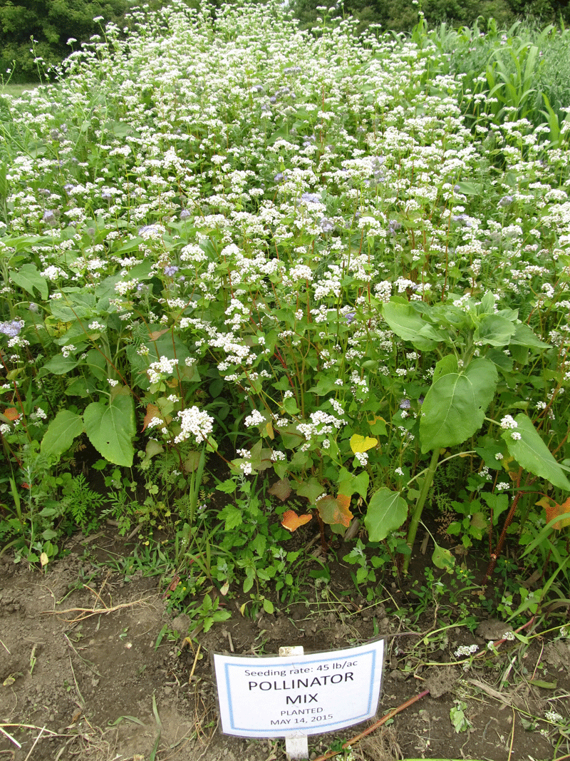 Using Flowering Plants For Cover Crops Ontario Grain Farmer