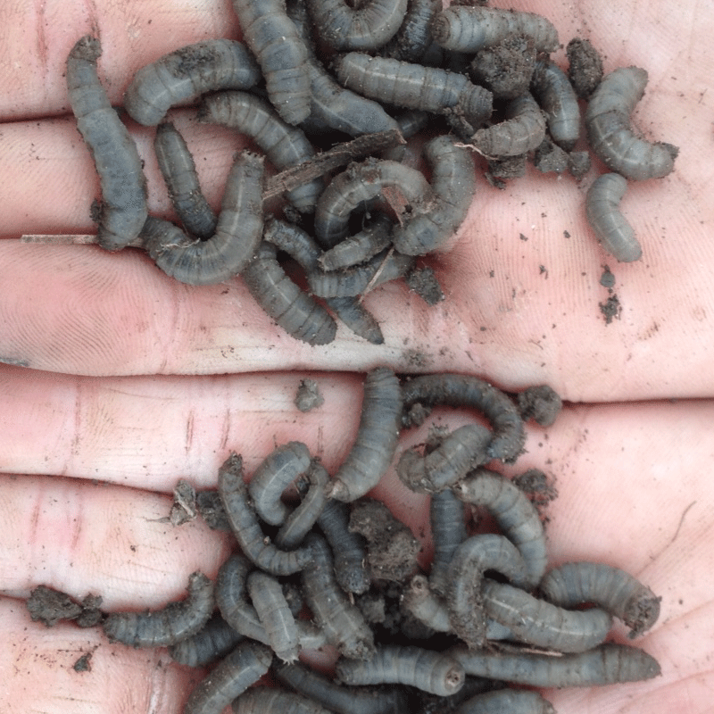 Grubs active in field crop soils now