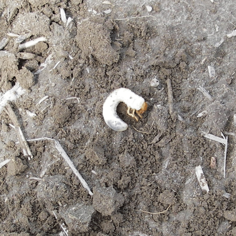 Identification of White Grubs - Abracadabra - White Grubs