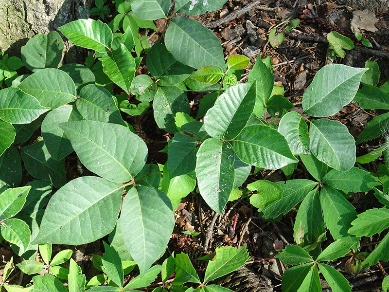 The Many Identities of Poison Ivy — Chocorua Lake Conservancy