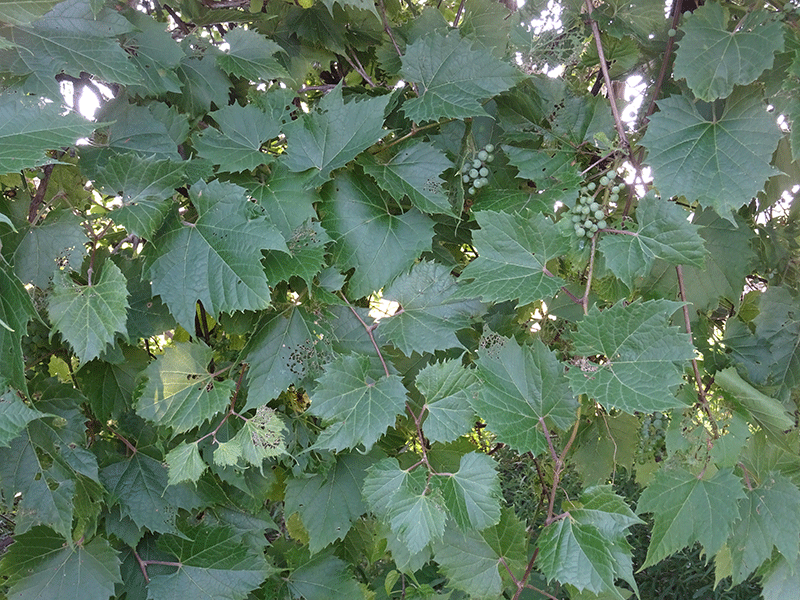 Poison Ivy - Ontario Grain Farmer