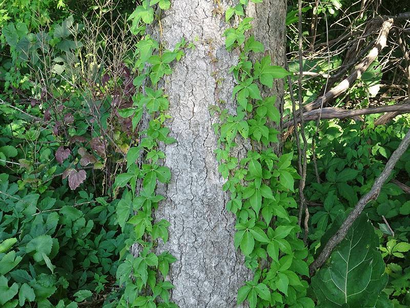 Poison Ivy - Identification, Treatmeant, Prevention - Ontario Nature