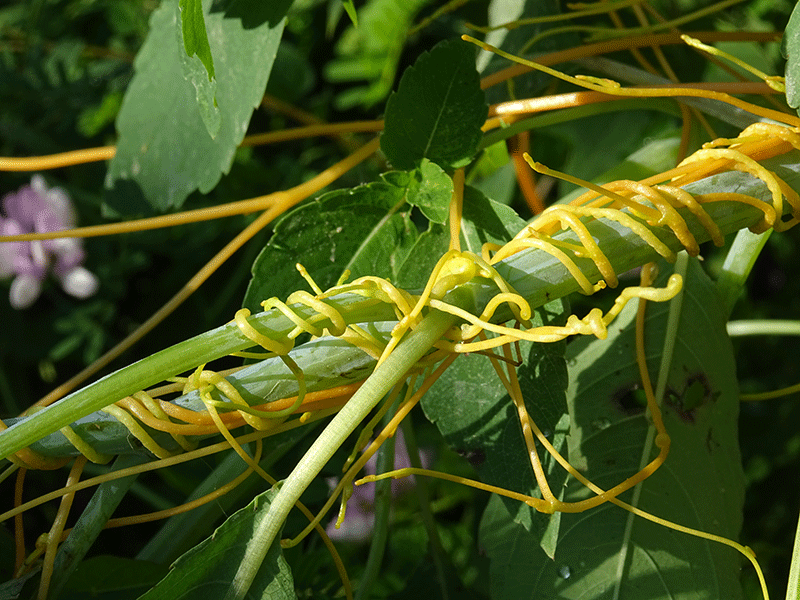 Viney weeds - Ontario Grain Farmer