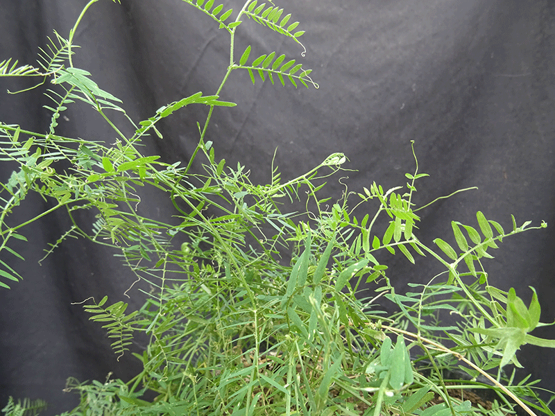 Viney weeds - Ontario Grain Farmer