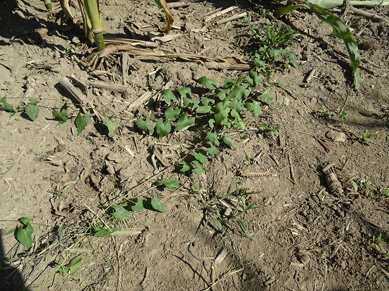 Viney weeds - Ontario Grain Farmer