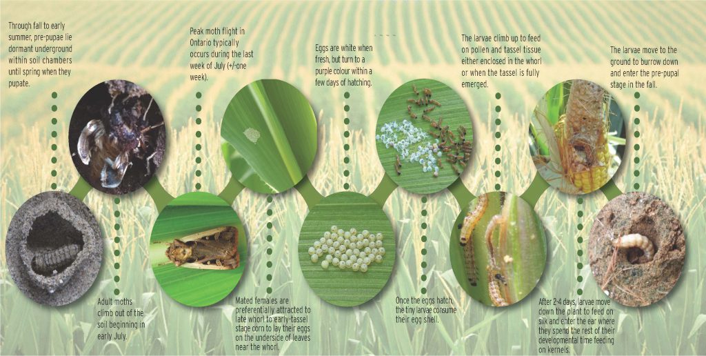 The WBC problem - Ontario Grain Farmer