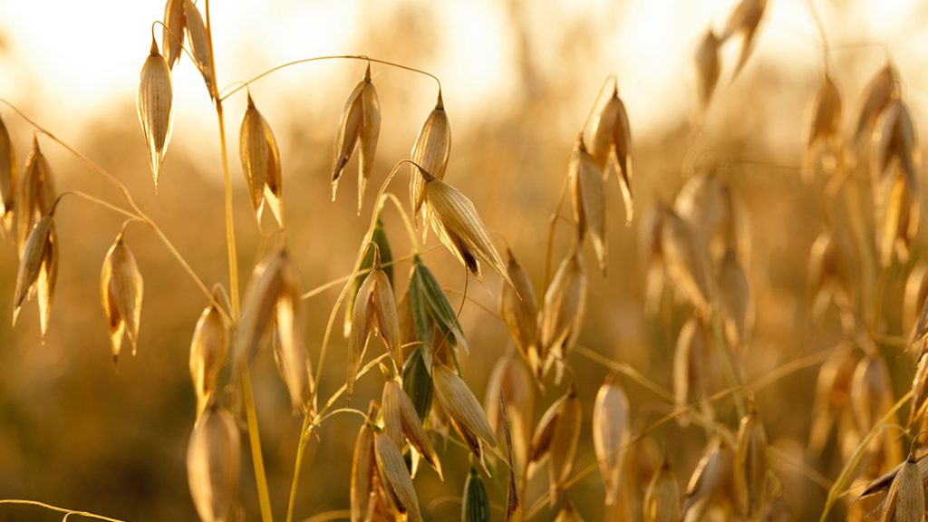 Gluten-free oats - Ontario Grain Farmer