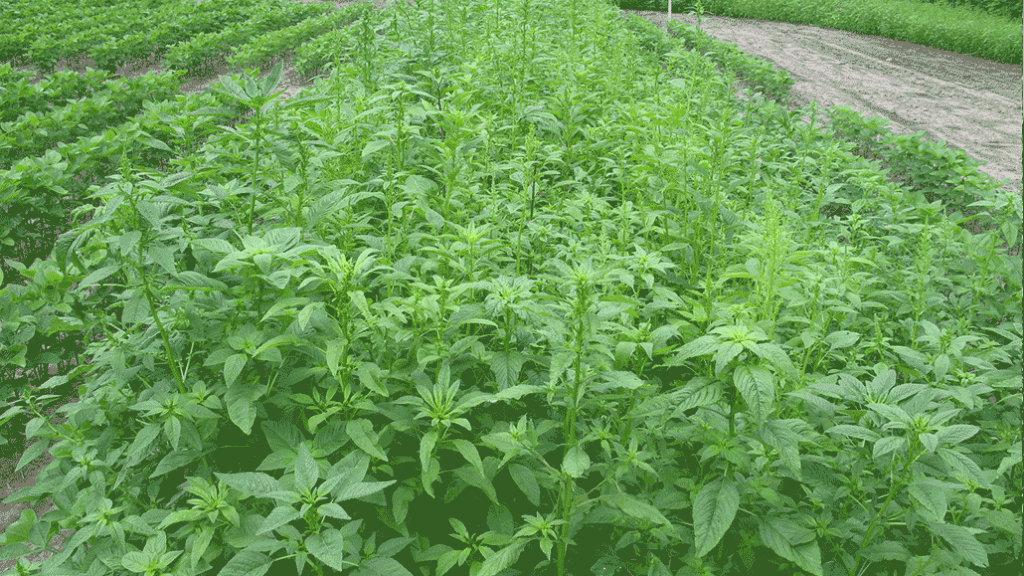 Glyphosate-resistant Waterhemp - Ontario Grain Farmer