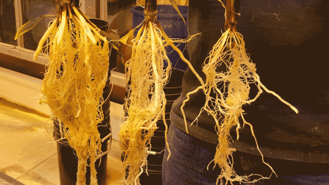Stressed Roots Identifying plant stress - Ontario Grain Farmer