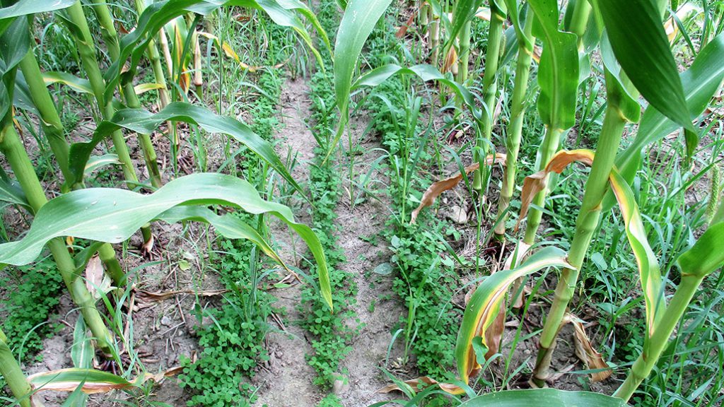 Interseeding cover crops in corn Ontario Grain Farmer