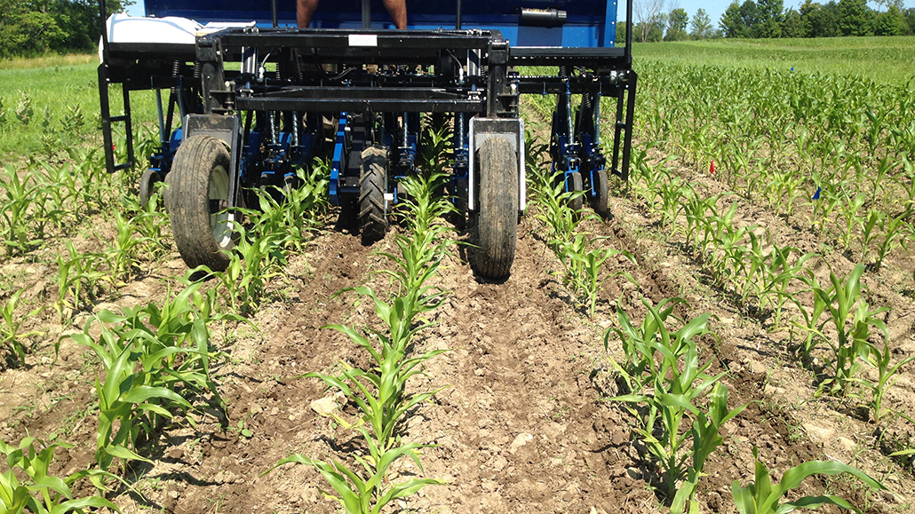 Inter-seeding cover crops in corn - Ontario Grain Farmer