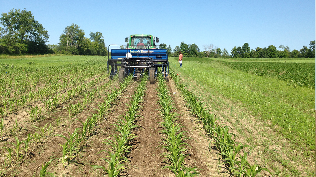 Inter-seeding cover crops in corn - Ontario Grain Farmer