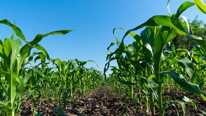 Split nitrogen application on corn - Ontario Grain Farmer