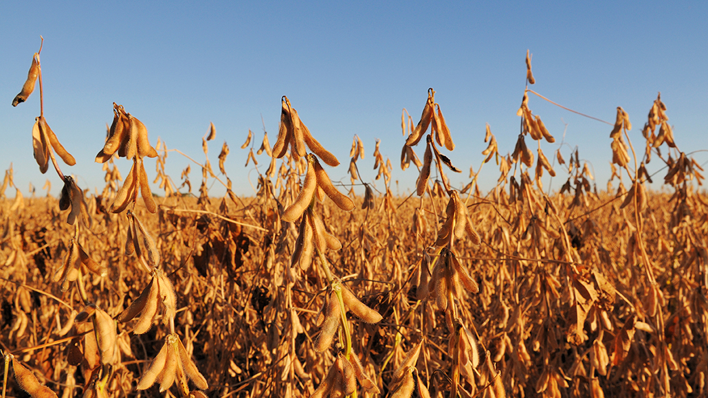 Selling Canadian soybeans in Asia Ontario Grain Farmer