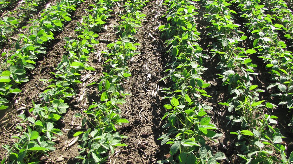 Cropside: Sulphur deficiency? - Ontario Grain Farmer