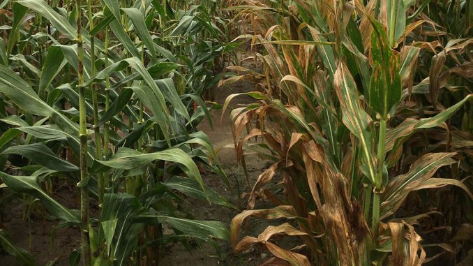 Cropside: Disease protection - Ontario Grain Farmer