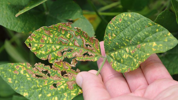 Cropside: Disease protection - Ontario Grain Farmer