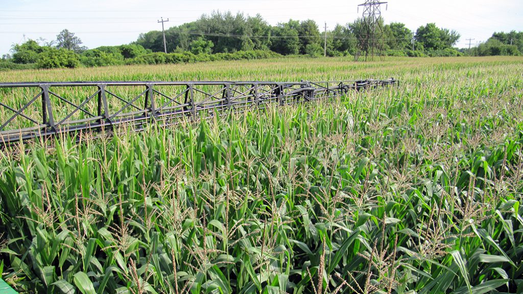 Preventing DON in corn - Ontario Grain Farmer