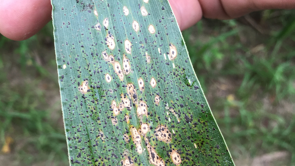 Tar spot of corn Ontario Grain Farmer