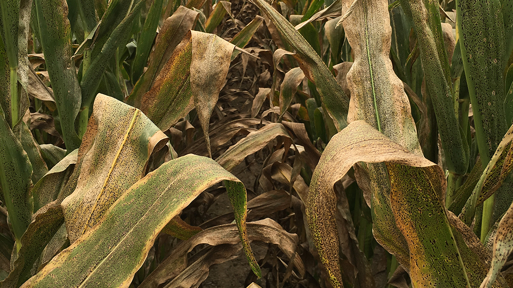 Tar spot of corn Ontario Grain Farmer