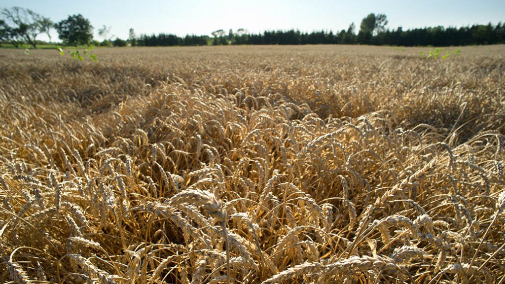 genetically-modified-wheat-ontario-grain-farmer