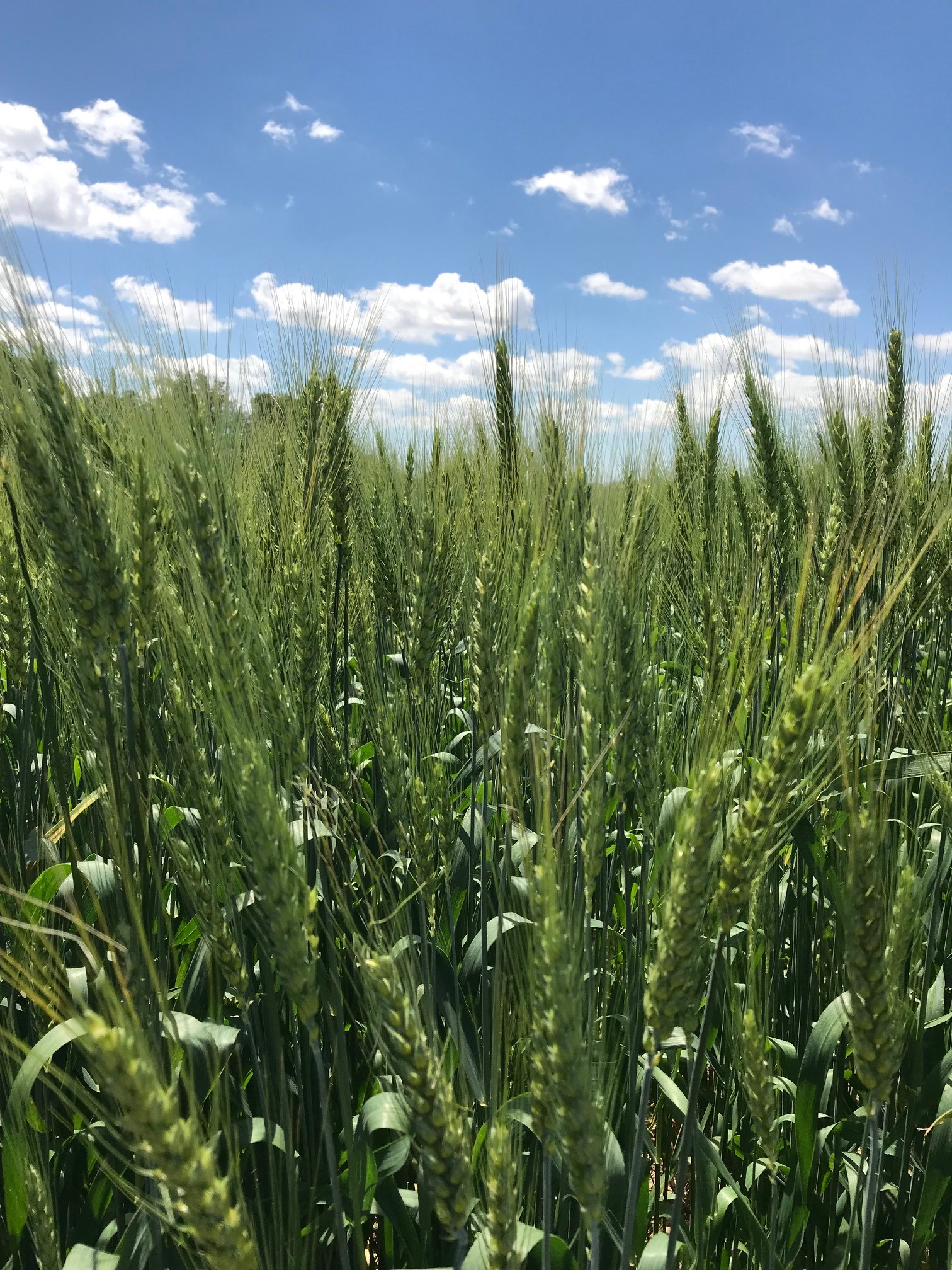 Field observations - Ontario Grain Farmer