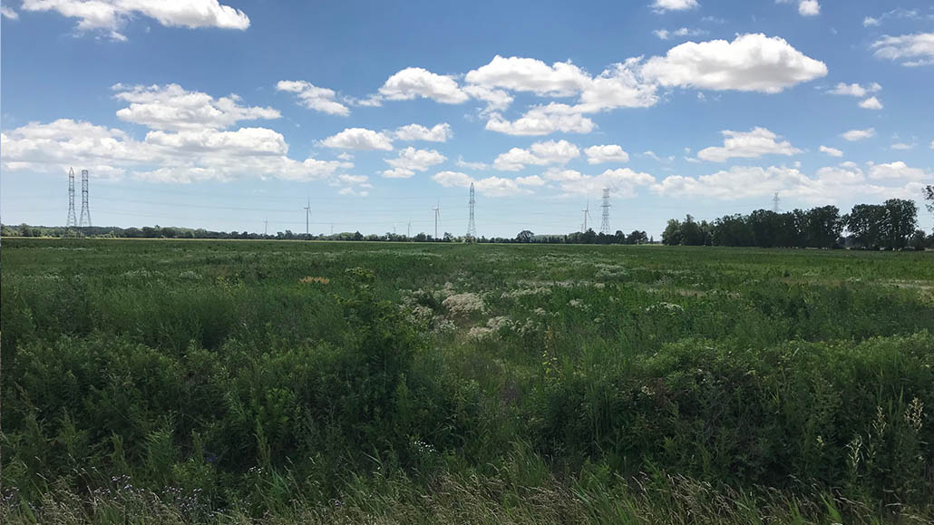 Controlling Weeds Before Wheat Ontario Grain Farmer
