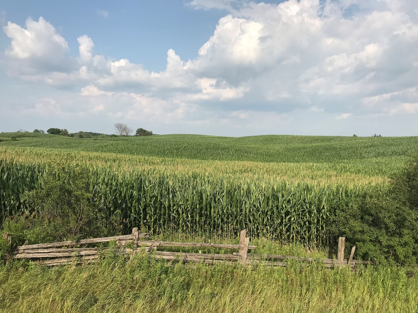 Field observations - Ontario Grain Farmer