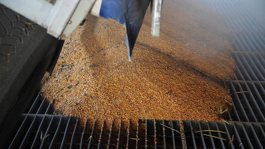 Grain grading Ontario Grain Farmer