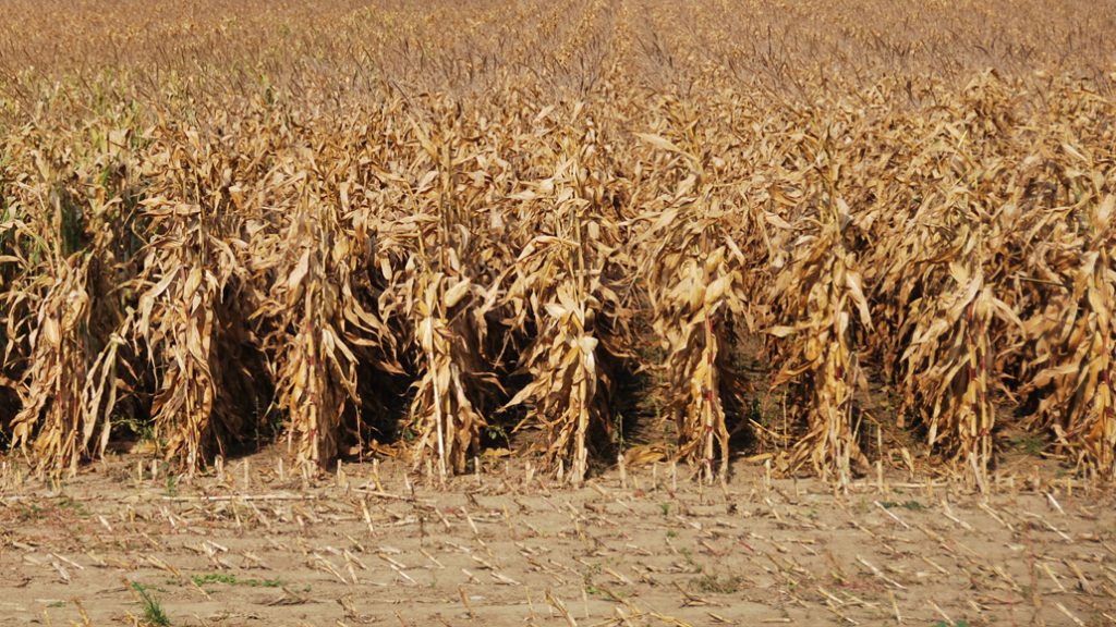 Corn harvest - Ontario Grain Farmer